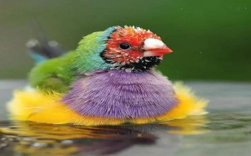 小鸟的家活动教案5篇