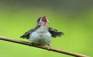 《小鸟的家》教案6篇