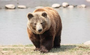 小熊教案精选7篇