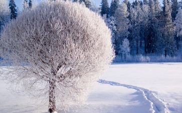 鲁迅先生雪读后感6篇