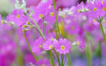 论虚荣心作文6篇