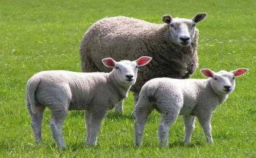 读亡羊补牢的读后感推荐5篇