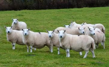 羊和狼的故事读后感精选8篇