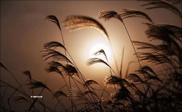 树叶画教学反思最新8篇