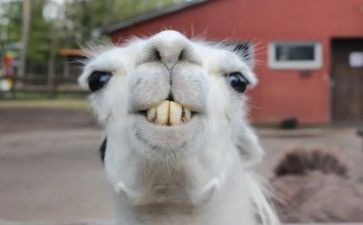 中班数学《有趣的数字》教案6篇