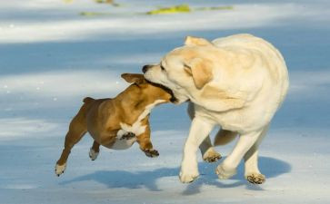 有趣的古汉字作文6篇