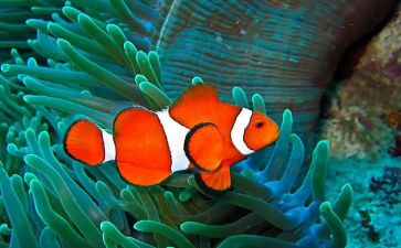 大班小鱼教案8篇