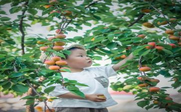 幼儿园中班摘果子教案5篇