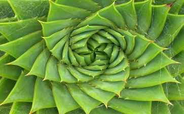 写植物的教案推荐6篇