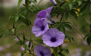 植物作文500字优质8篇