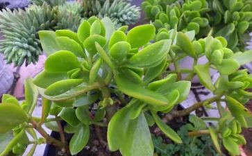 写植物的教案5篇