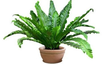 写植物的教案精选6篇