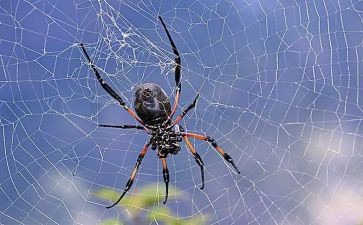 中班画蜘蛛教案8篇