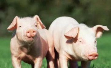 关于介绍猪的作文参考6篇