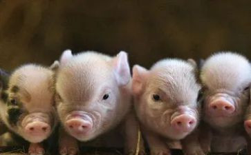 关于介绍猪的作文最新8篇