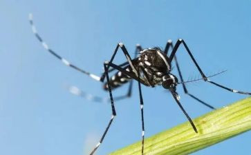 打蚊子作文优秀8篇