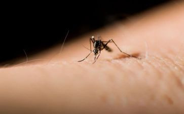 打蚊子作文最新8篇